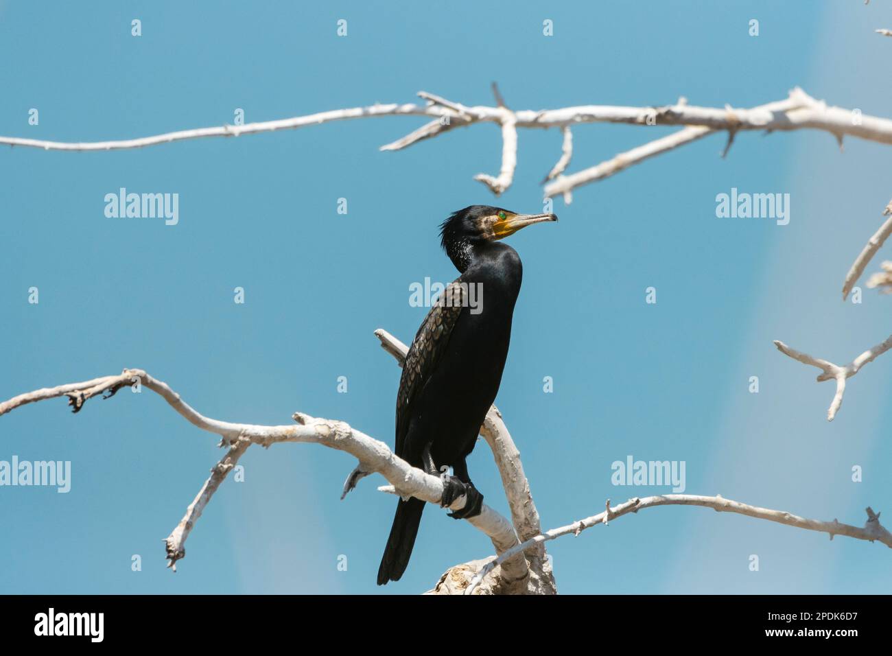 cormorant se trouve sur une branche sèche Banque D'Images