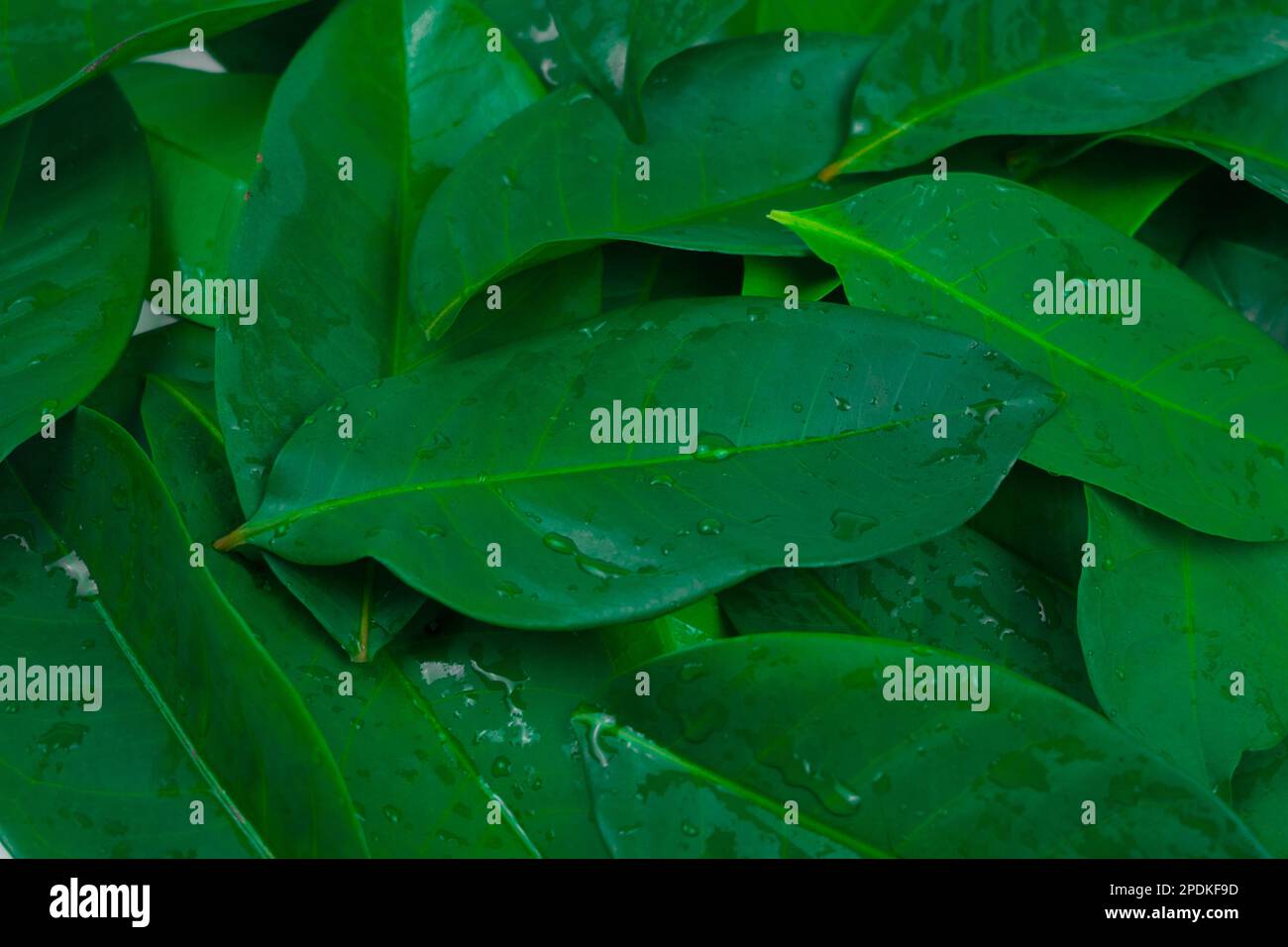 Cadre horizontal complet feuilles feuillage herbeux cadre complet. Banque D'Images