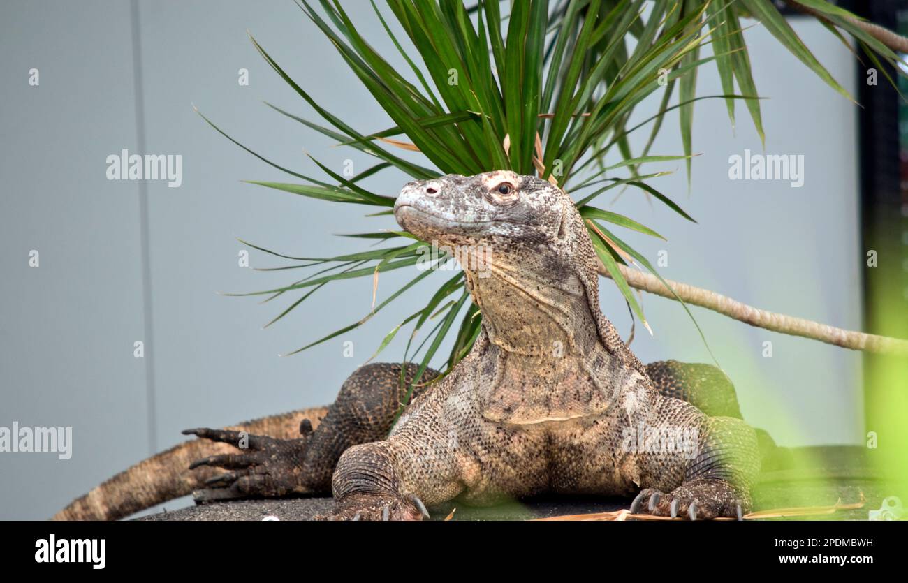 le dragon du komodo est le plus grand lézard au monde Banque D'Images