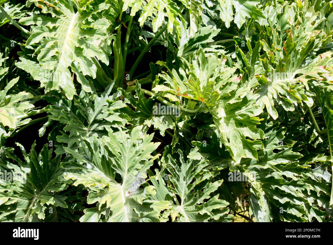 Il s'agit d'une vigne pérenne grimpante, à feuilles persistantes, qui est peut-être la plus notée pour ses grandes feuilles perforées sur des tiges de plantes épaisses et son long cordon comme aeri Banque D'Images