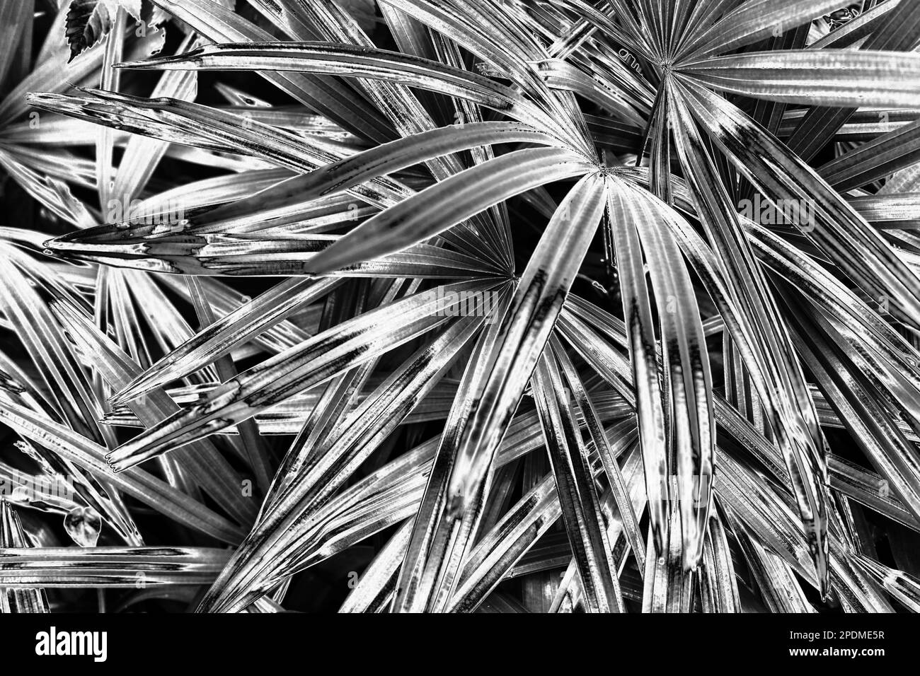Fond de feuilles de palmier argenté, texture de feuilles argentées, toile de fond de feuillage tropical gris métal, motif de branche floral noir blanc métallisé Banque D'Images