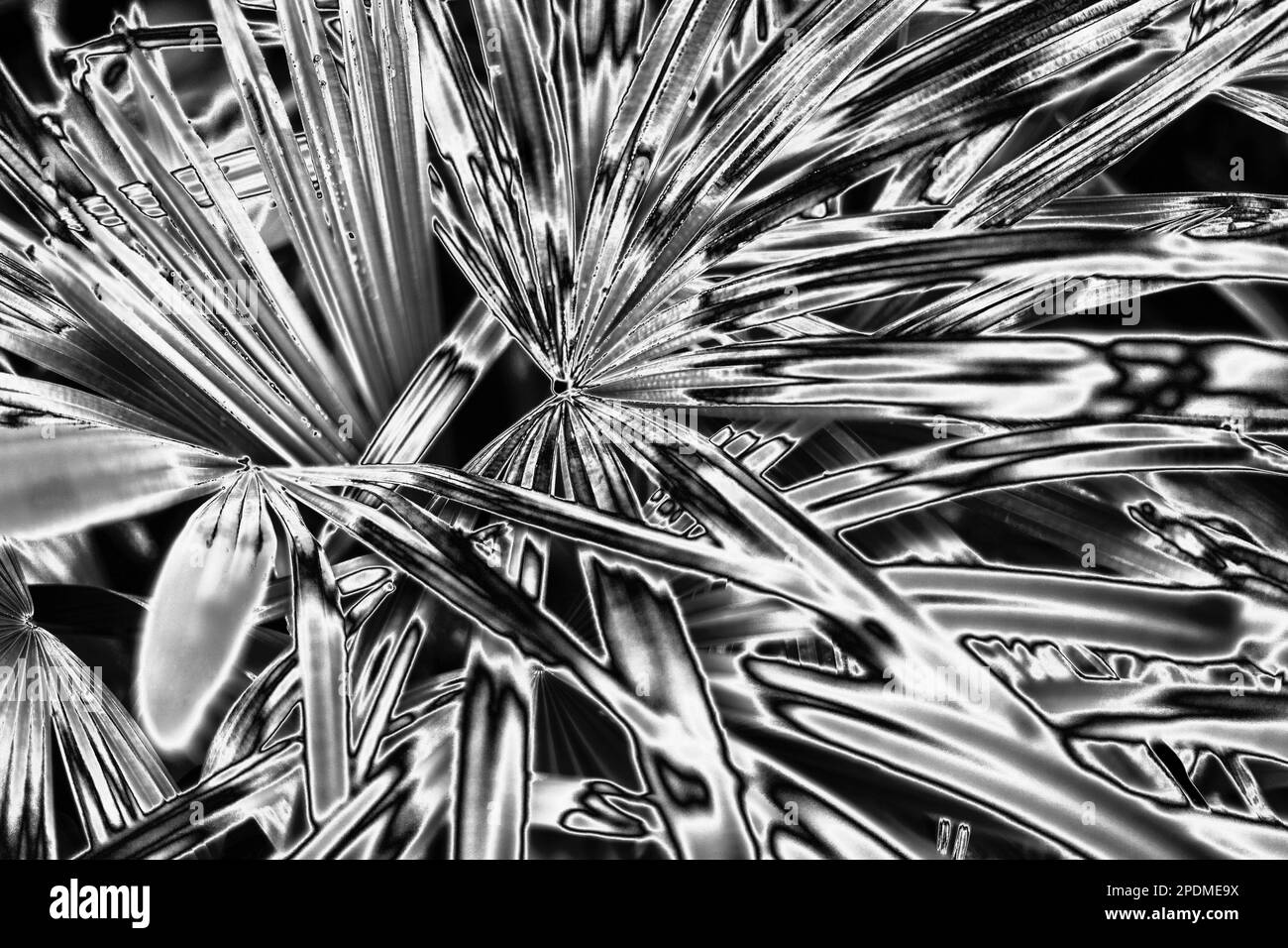 Fond de feuilles de palmier argenté, texture de feuilles argentées, toile de fond de feuillage tropical gris métal, motif de branche floral noir blanc métallisé Banque D'Images