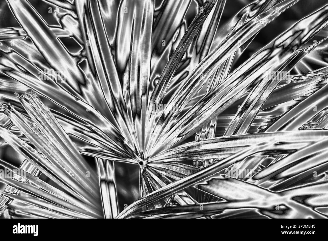 Fond de feuilles de palmier argenté, texture de feuilles argentées, toile de fond de feuillage tropical gris métal, motif de branche floral noir blanc métallisé Banque D'Images