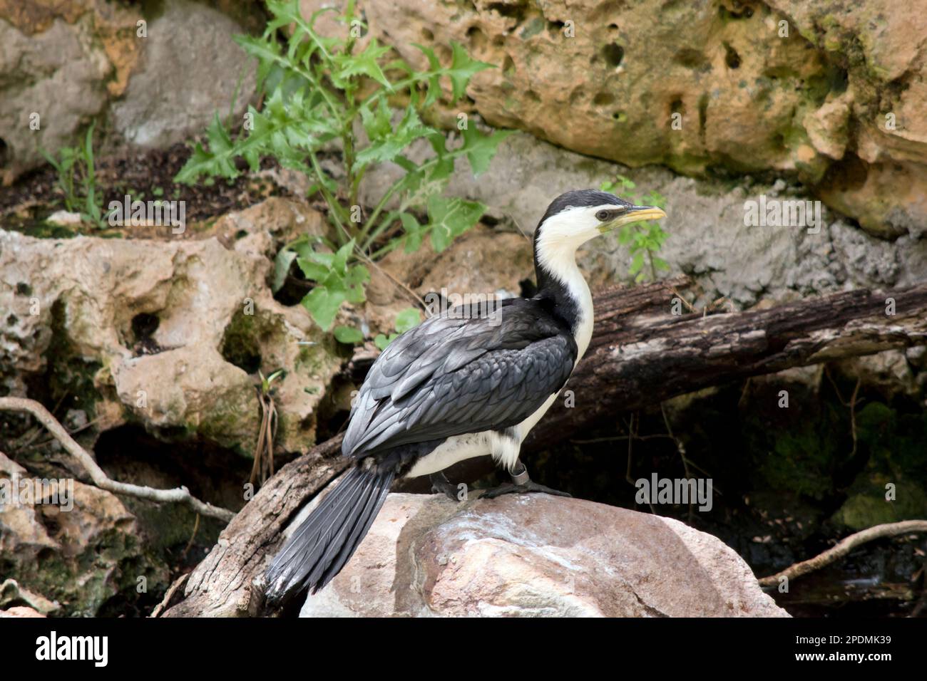le cormorant à pied est un oiseau d'eau noir et blanc Banque D'Images
