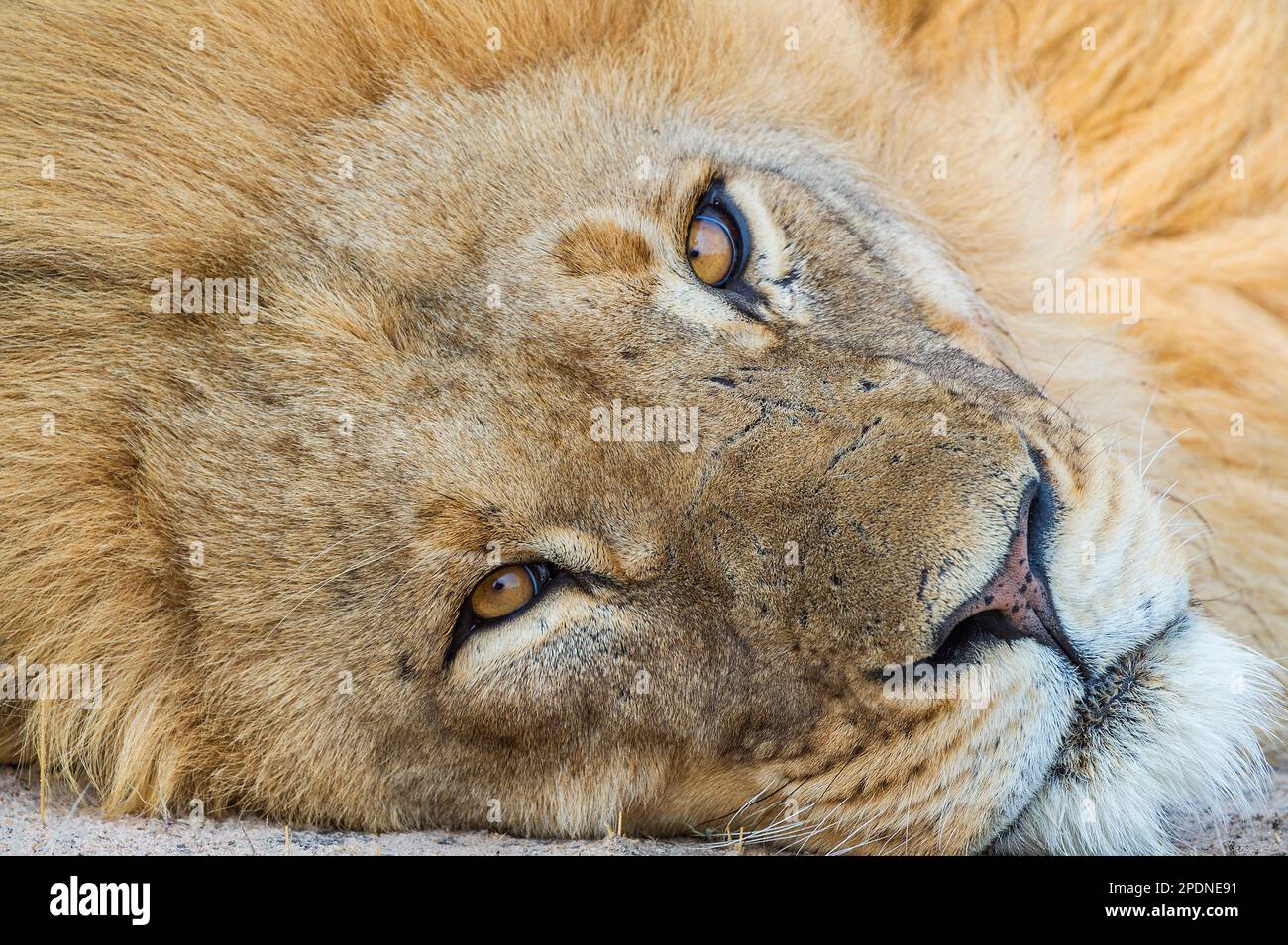 Un grand lion à fourreau, Panther Leo, vu dans le parc national de Hwange au Zimbabwe. Banque D'Images