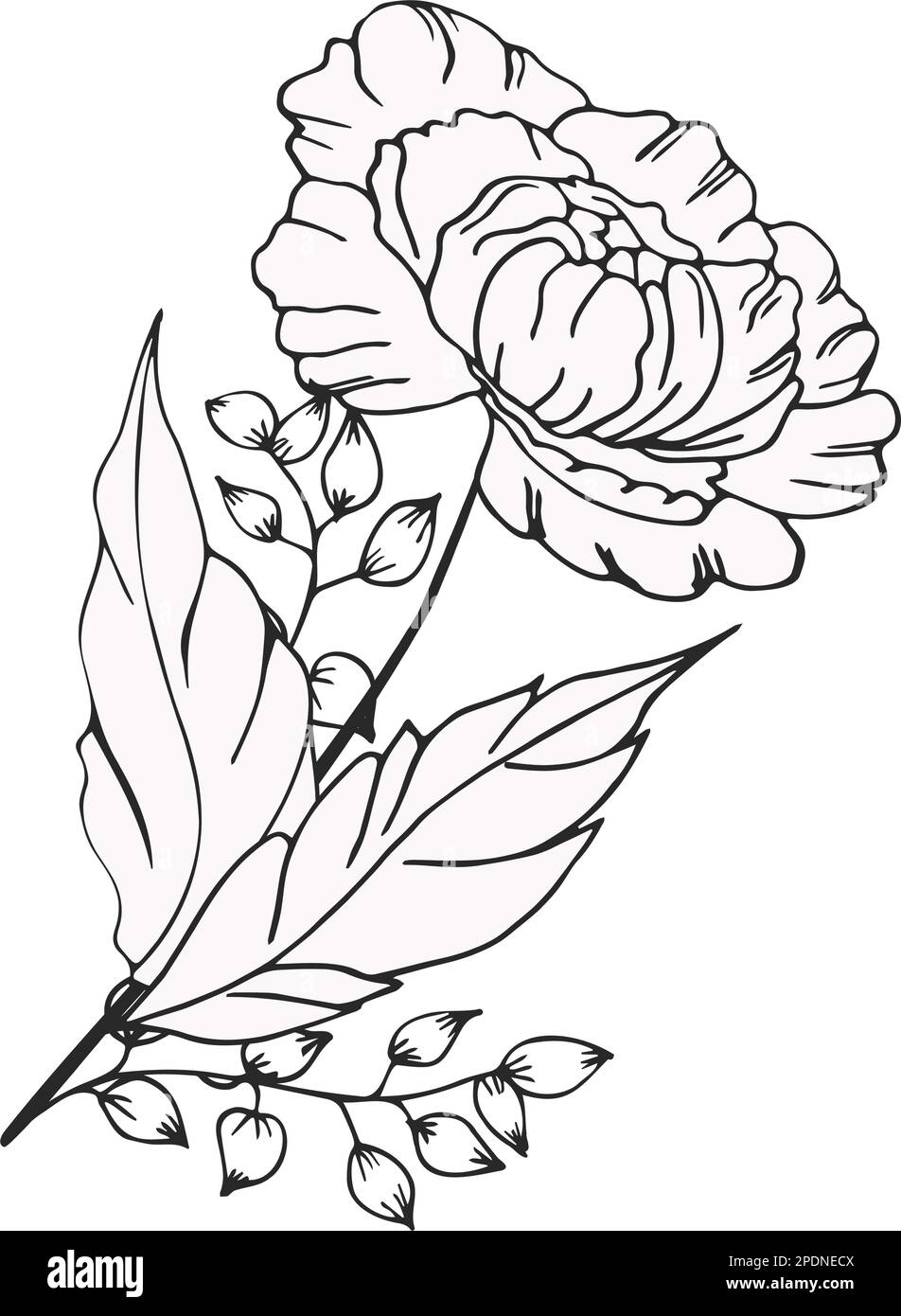 Une belle branche en fleurs, richement décorée avec des fleurs, des bourgeons et des feuilles. Dessin à la main. Illustration de Vecteur