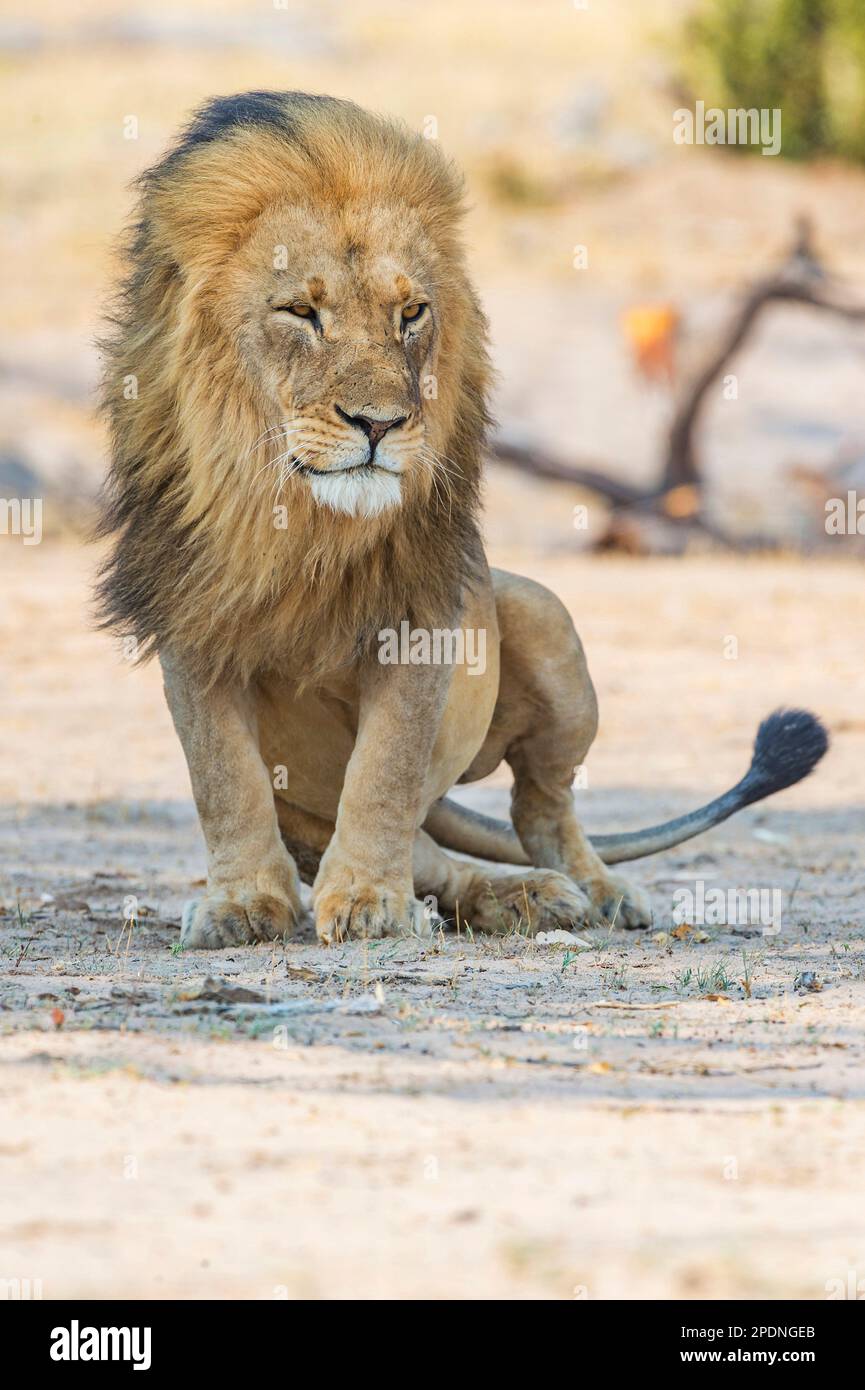 Un grand lion à fourreau, Panther Leo, vu dans le parc national de Hwange au Zimbabwe. Banque D'Images