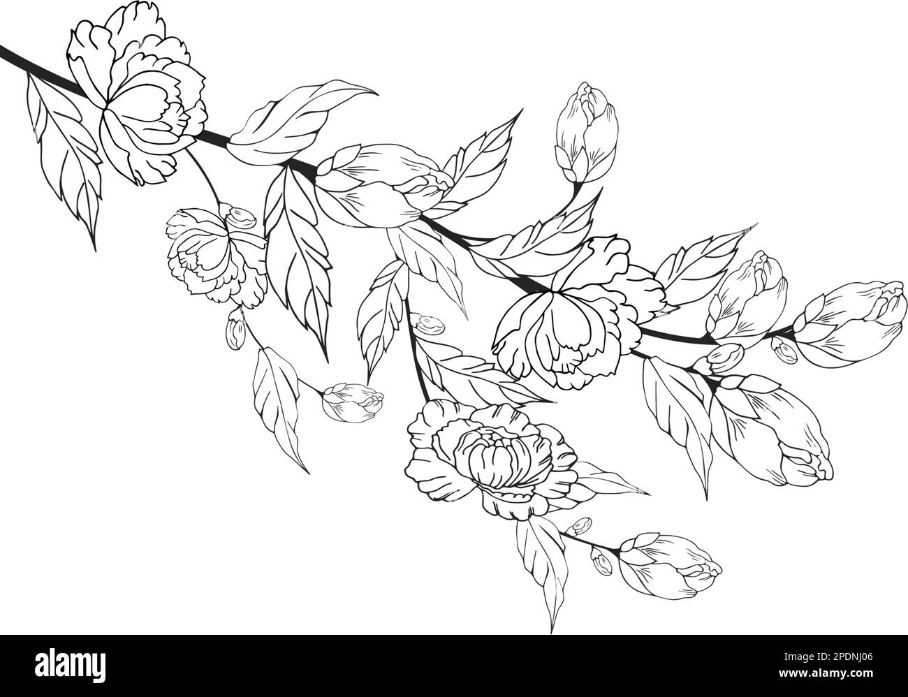 Une belle branche en fleurs, richement décorée avec des fleurs, des bourgeons et des feuilles. Dessin à la main. Illustration de Vecteur