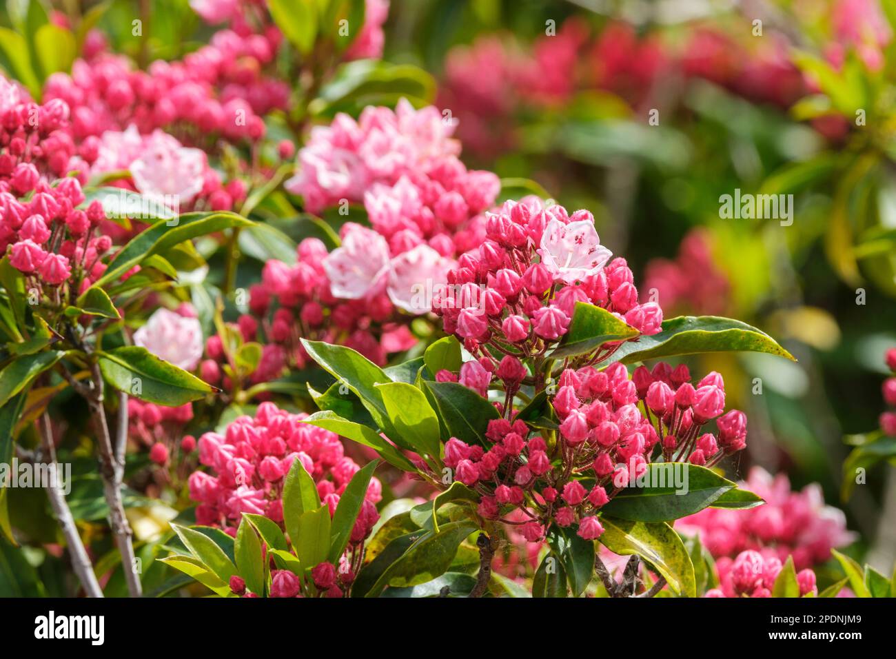 Feu olympique de Kalmia latifolia, feu olympique de Laurier de montagne, gros amas de grandes fleurs roses serties en forme de coupe Banque D'Images