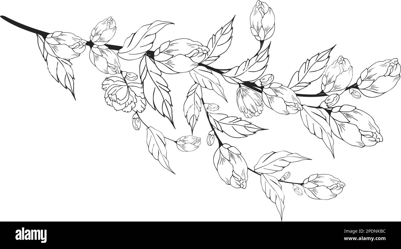 Une belle branche en fleurs, richement décorée avec des fleurs, des bourgeons et des feuilles. Dessin à la main. Illustration de Vecteur