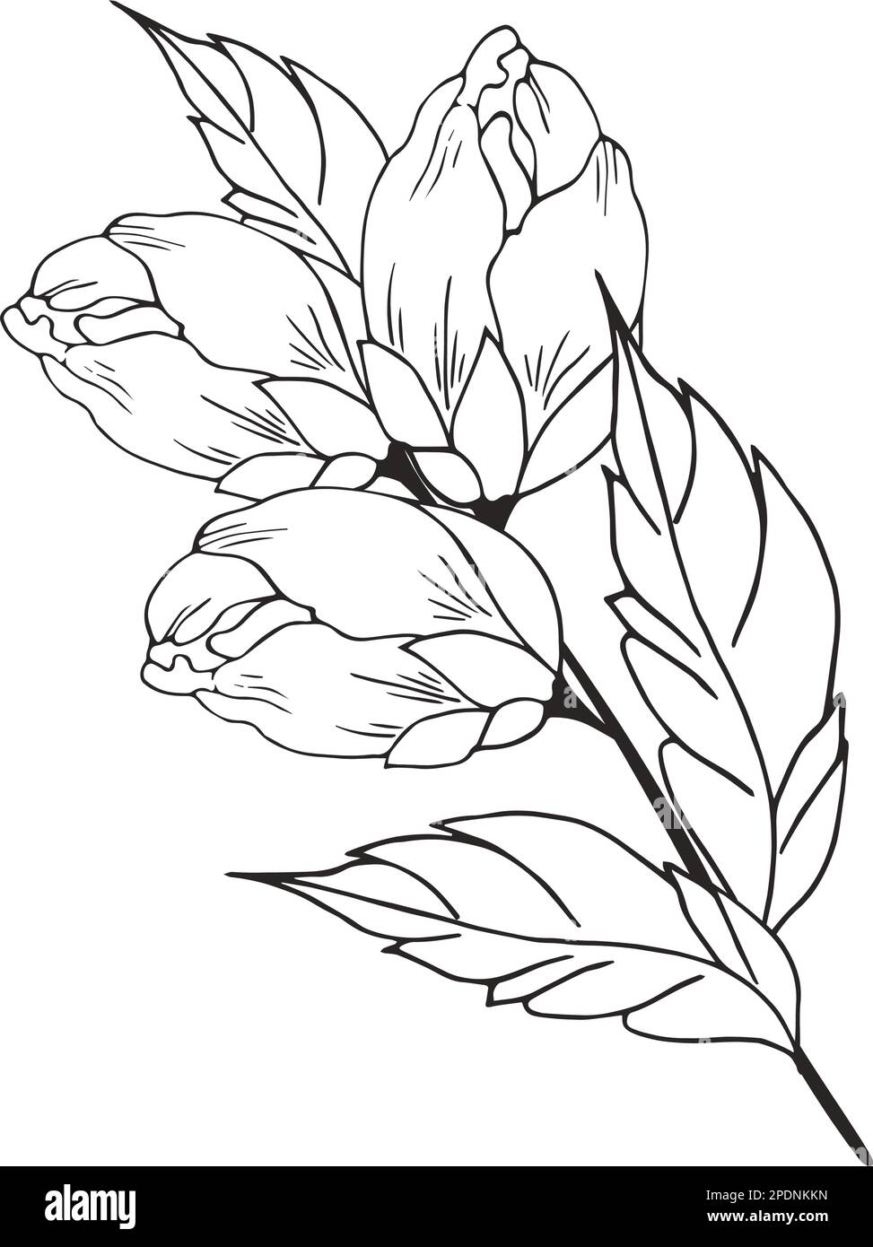 Une belle branche en fleurs, richement décorée avec des fleurs, des bourgeons et des feuilles. Dessin à la main. Illustration de Vecteur