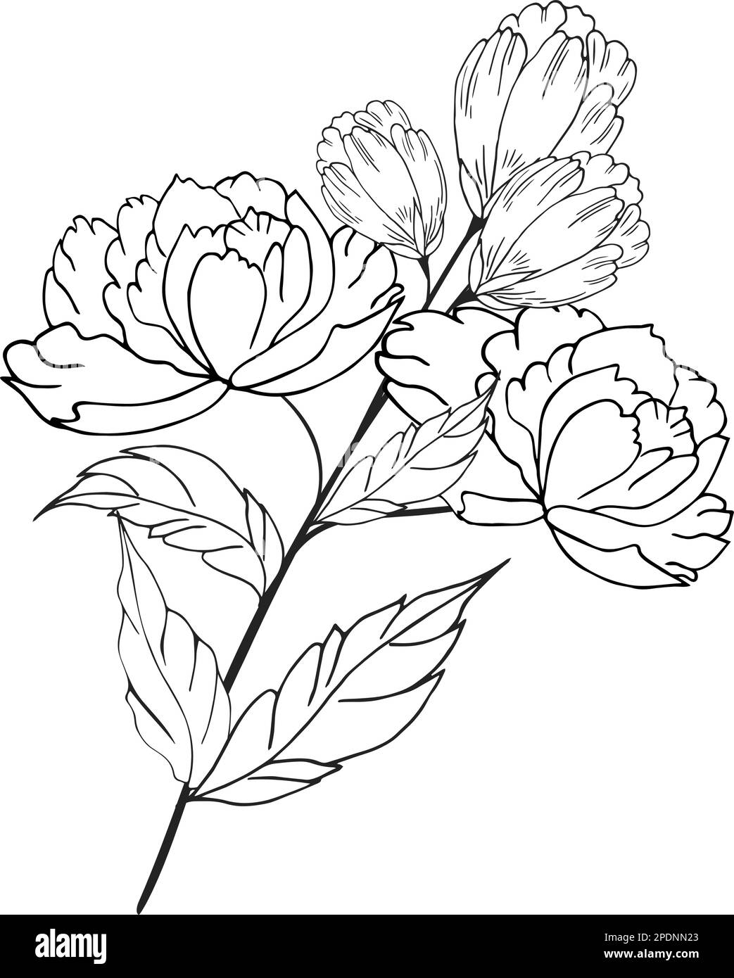 Une belle branche en fleurs, richement décorée avec des fleurs, des bourgeons et des feuilles. Dessin à la main. Illustration de Vecteur