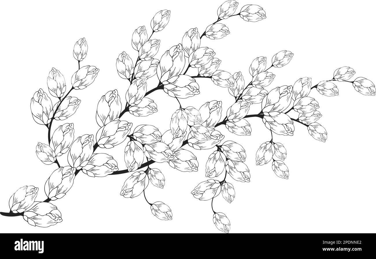 Arrière-plan floral doux des branches et boutons de fleurs, arrangement de fleurs. Dessin à la main. Pour un décor stylisé, des invitations, des cartes, des affiches, Illustration de Vecteur