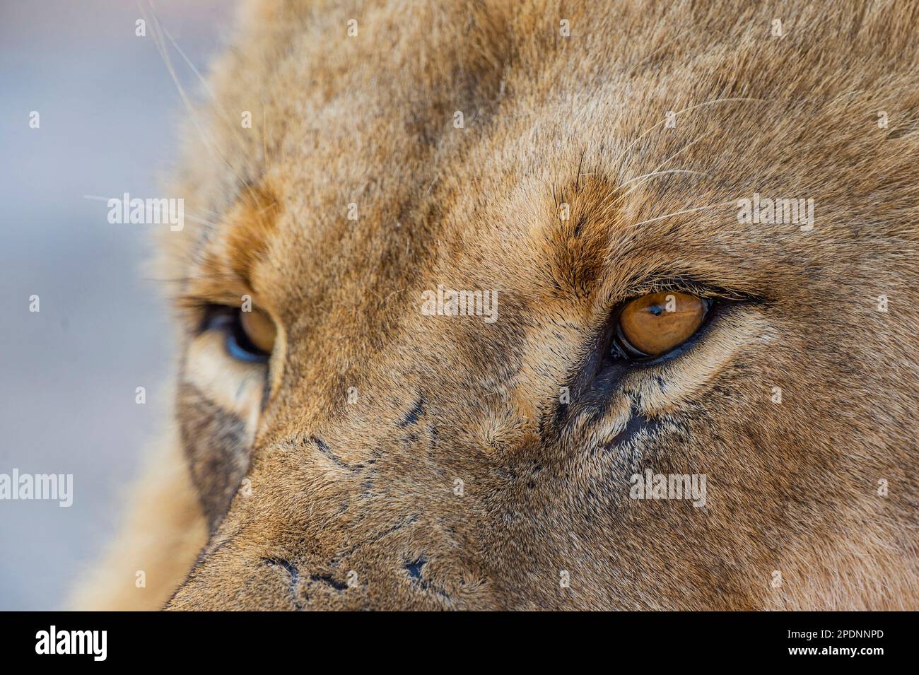 Portrait rapproché d'un grand lion mâle, Panthera Leo, les yeux dans le parc national de hwange, Zimbabwe. Banque D'Images