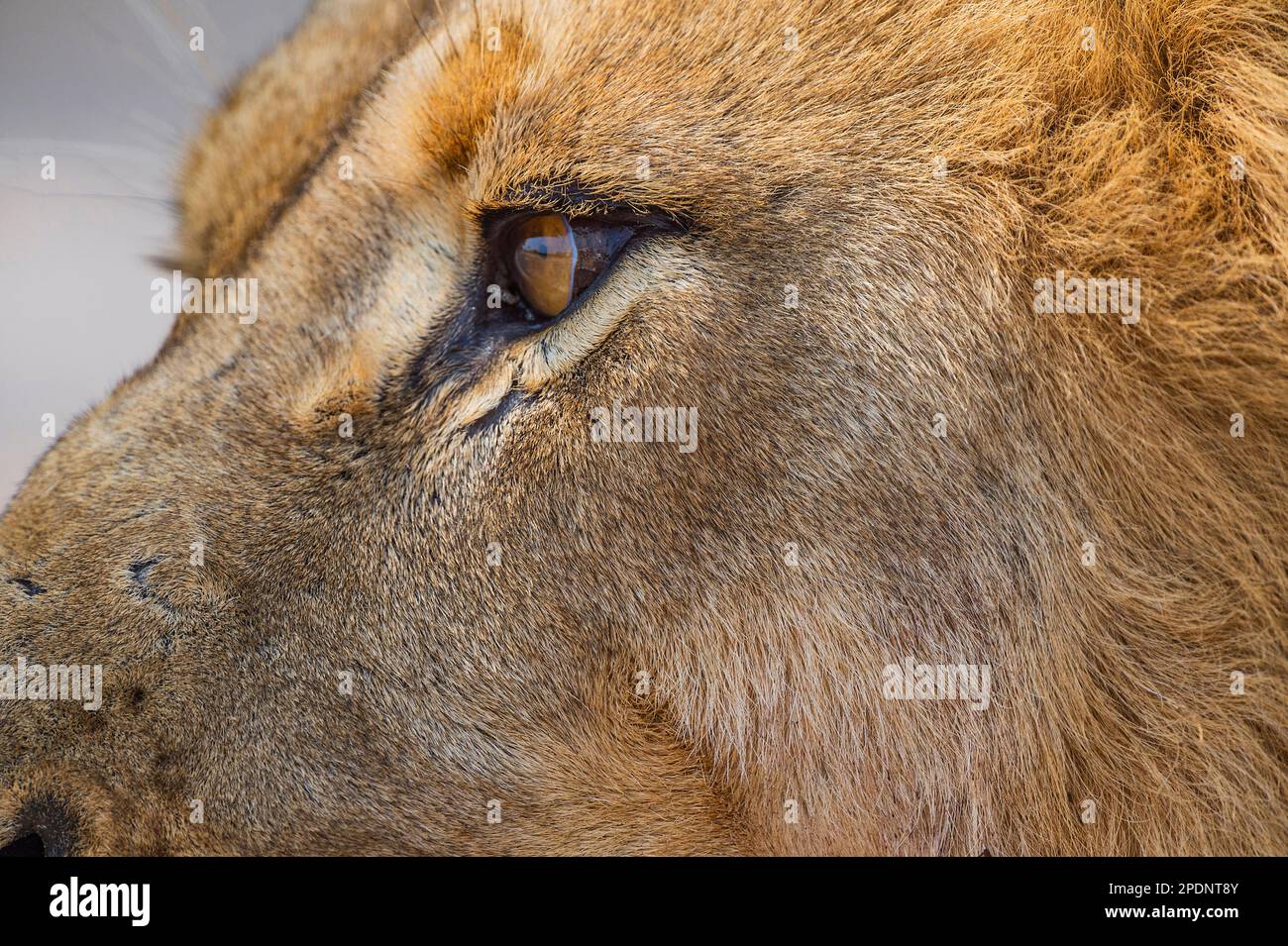 Portrait rapproché d'un grand lion mâle, Panthera Leo, les yeux dans le parc national de hwange, Zimbabwe. Banque D'Images