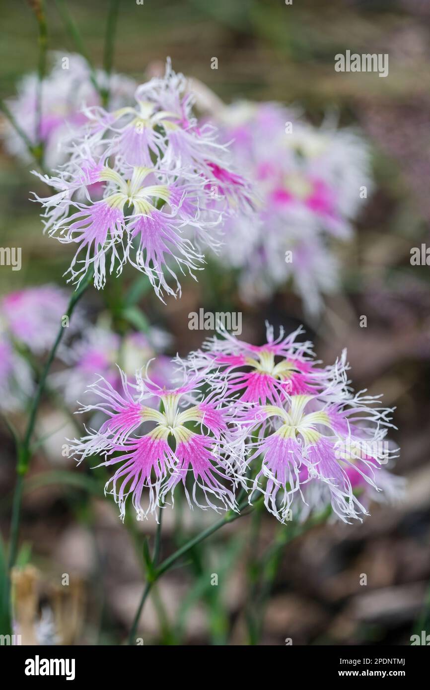 Dianthus Loveliness arc-en-ciel, Loveliness arc-en-ciel rose jardin, fleurs multicolores à franges profondes Banque D'Images
