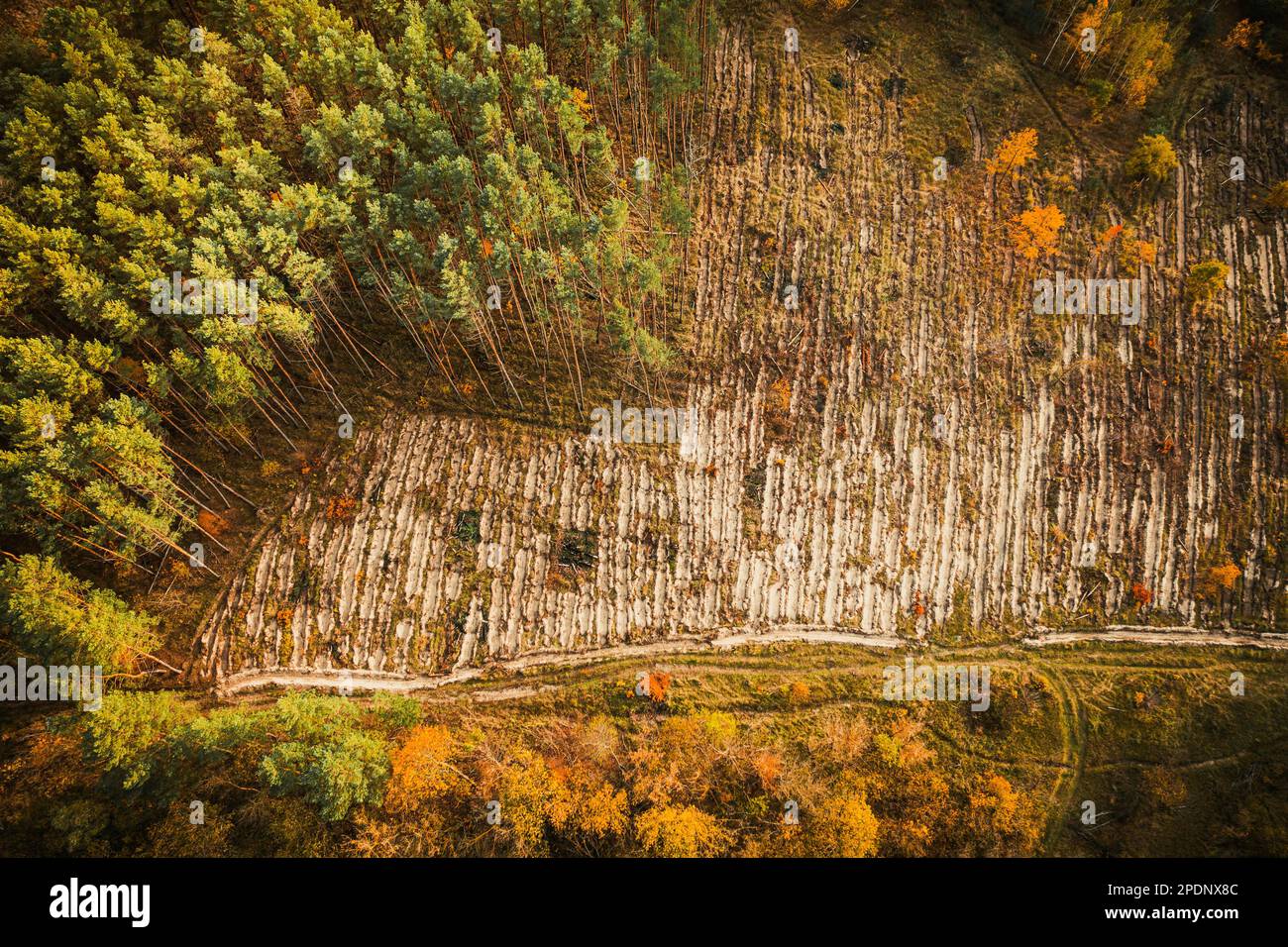 Vue aérienne forêt de pins verts dans la zone de déforestation paysage. Vue de haut sur la nature européenne depuis l'altitude en automne. Vue de drone. Oeil d'oiseau Banque D'Images