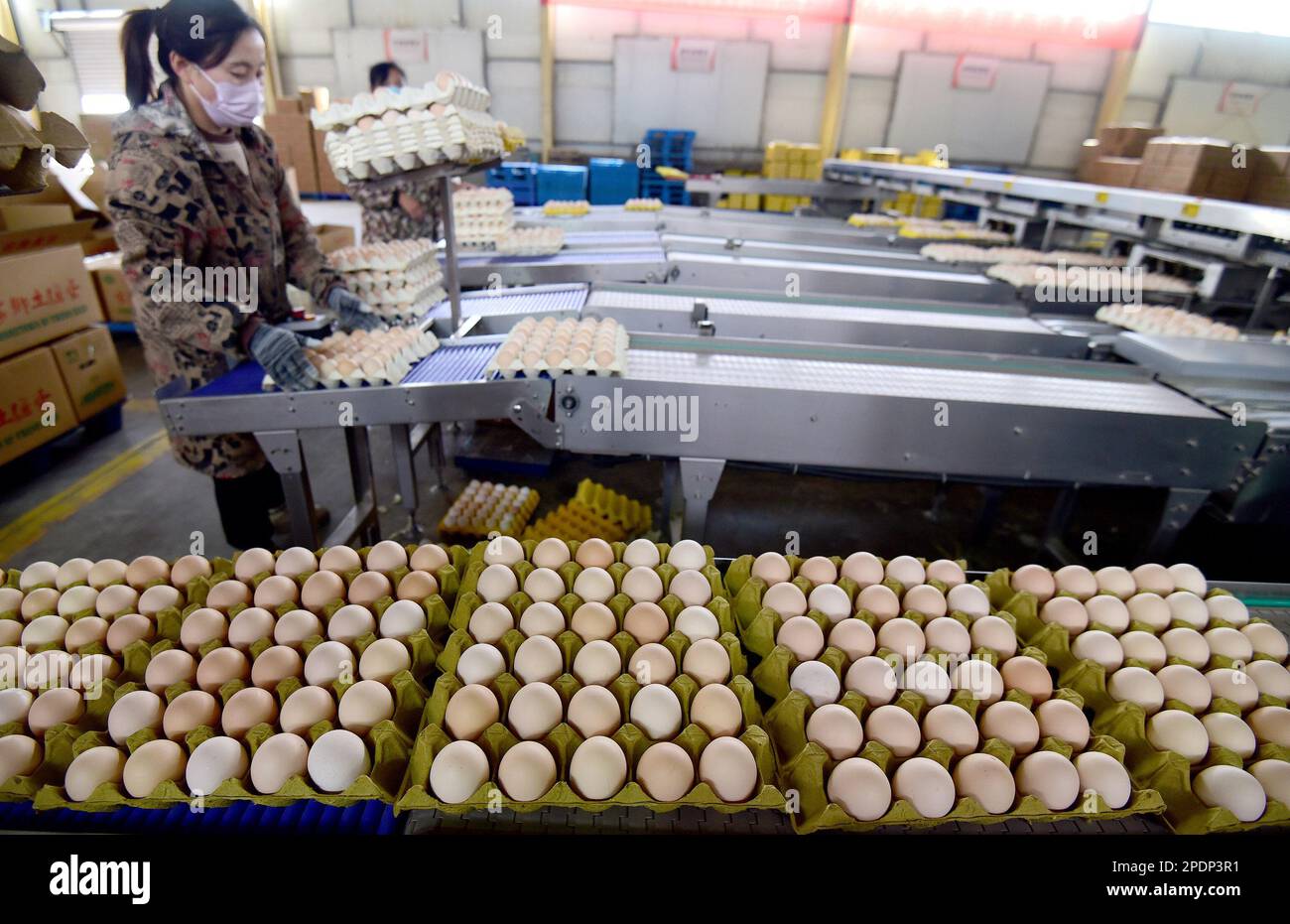 HANDAN, CHINE - le 15 MARS 2023 - Un travailleur travaille sur une ligne d'emballage d'œufs dans une ferme de poulets pond à Handan, province de Hebei, en Chine, au 15 mars 2023. Banque D'Images