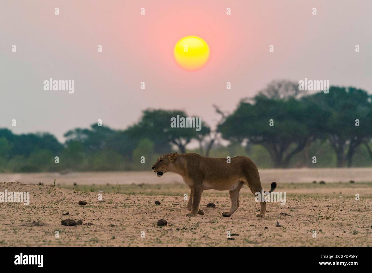 Une femme lion, Panthera Leo, marche devant le soleil couchant dans le parc national de Hwange au Zimbabwe Banque D'Images