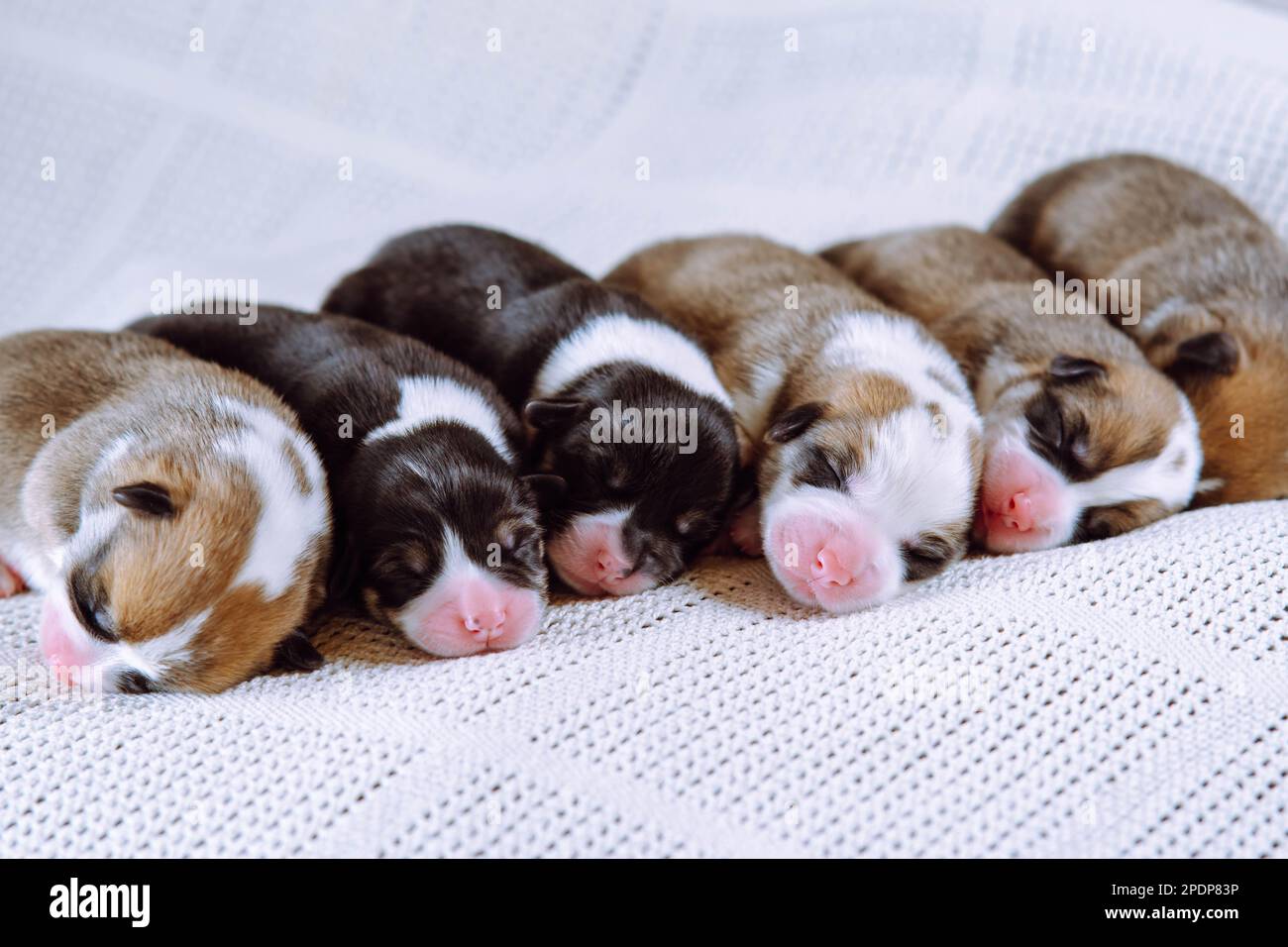 Chiots corgi gallois multicolores dormant, couchés ensemble sur une couverture douce blanche en rangée. Nouveau-nés, animaux de compagnie de race Banque D'Images