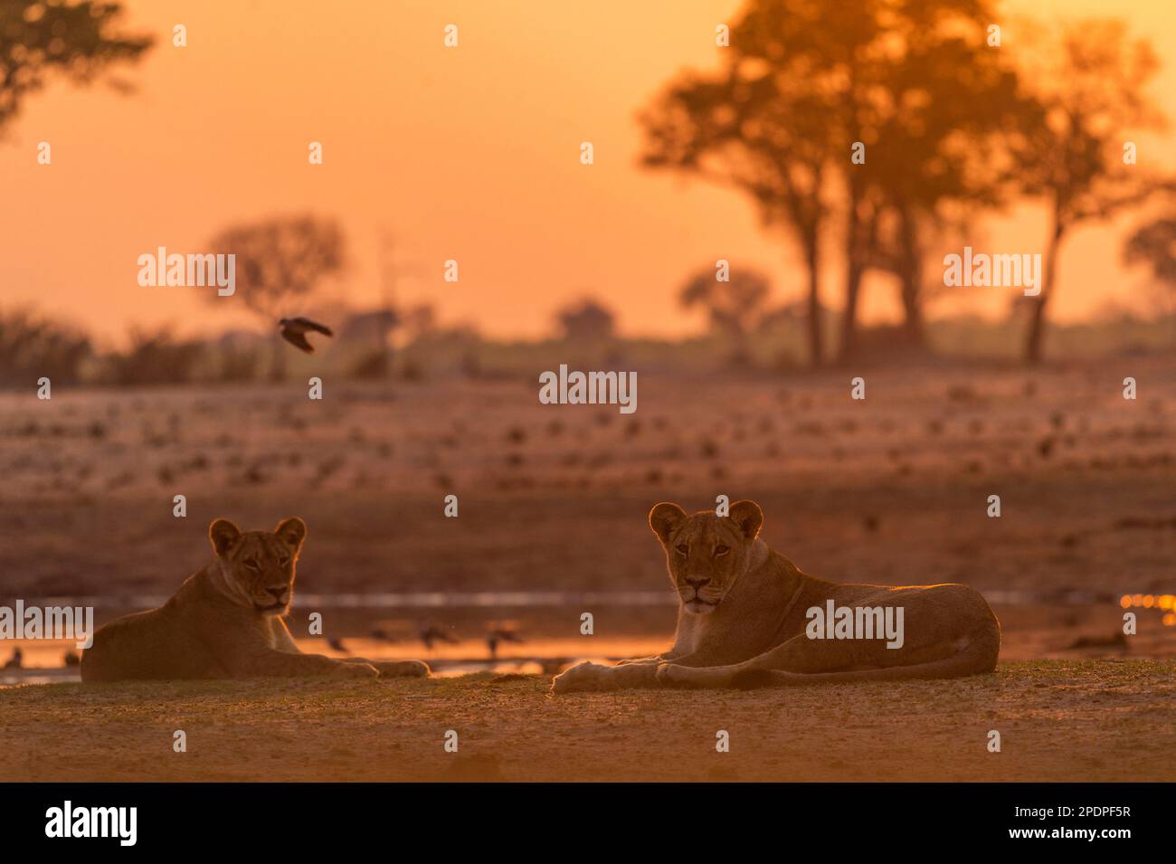 Une fierté du Lion africain, Panthera Leo, à Ngweshla PAN dans le parc national de Hwange au Zimbabwe. Banque D'Images