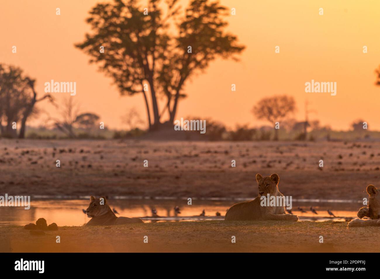 Une fierté du Lion africain, Panthera Leo, à Ngweshla PAN dans le parc national de Hwange au Zimbabwe. Banque D'Images