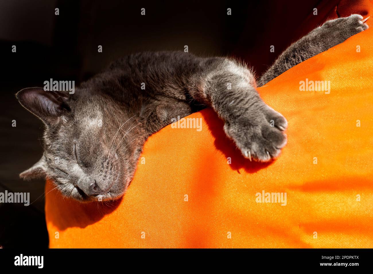 Joyeux chat birman gris, assis sur un canapé orange au soleil, horizontal Banque D'Images