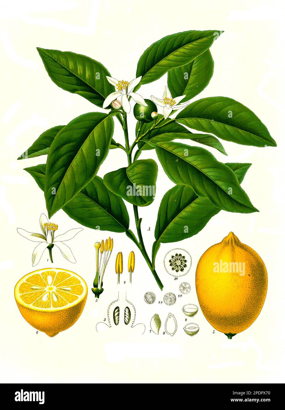 Heilpflanze, Citrus limonum risso, Zitrone, Historisch, digital restaurierte Reproduktion von einer Vorlage aus dem 19. Jahrhundert, Banque D'Images