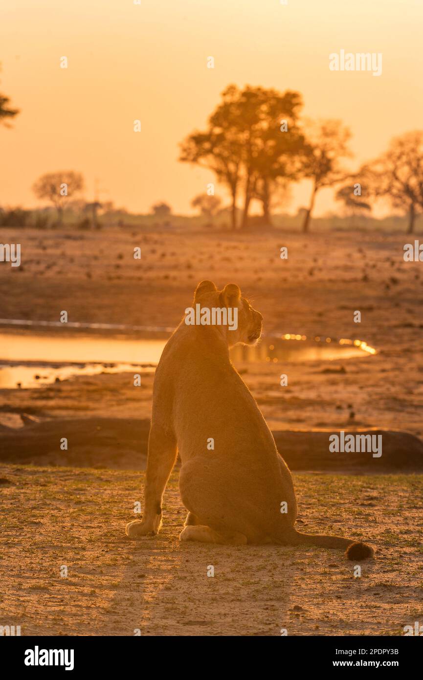 Une fierté du Lion africain, Panthera Leo, à Ngweshla PAN dans le parc national de Hwange au Zimbabwe. Banque D'Images