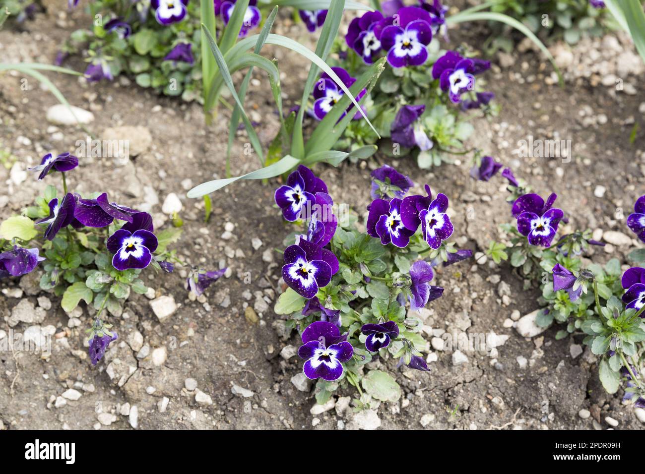 Fleurs de viola tricolor Banque D'Images