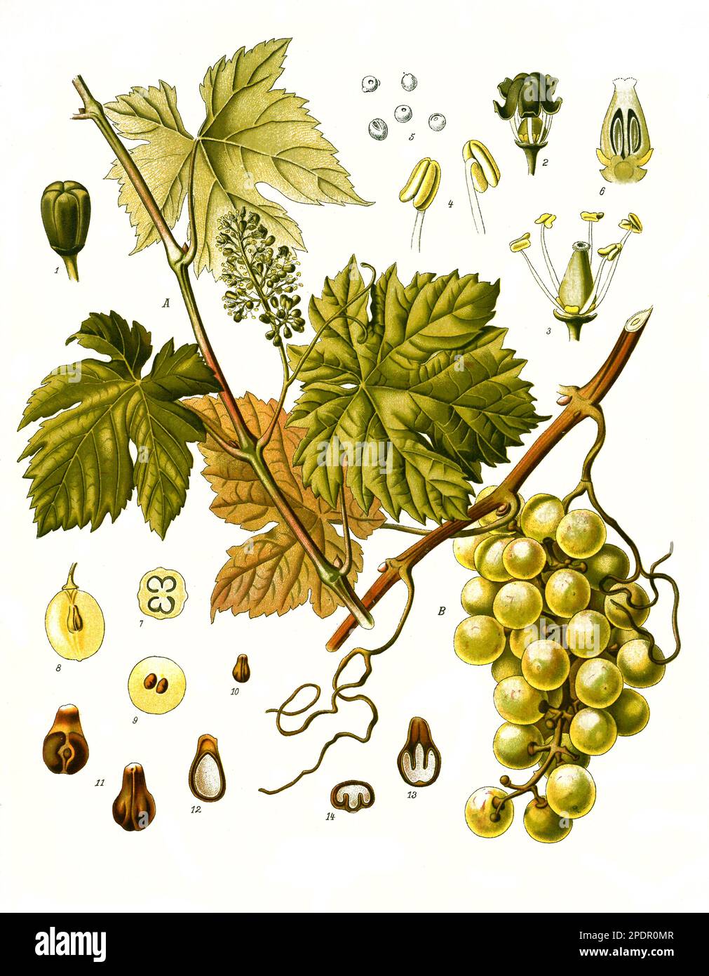 Heilpflanze, Weinrebe, Vitis vinifera, Historisch, digital restaurierte Reproduktion von einer Vorlage aus dem 19. Jahrhundert, Banque D'Images