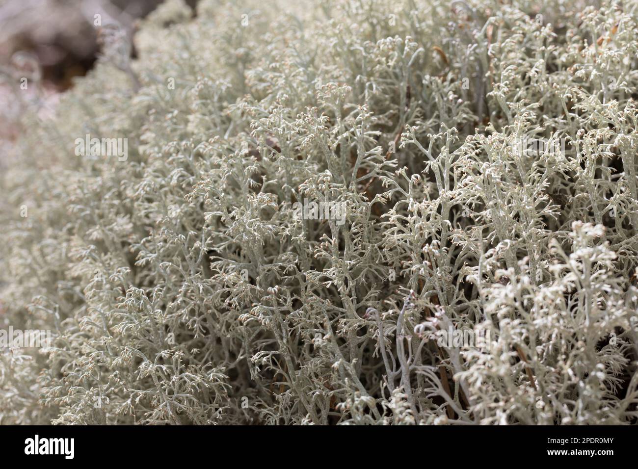 Echte Rentierflechte, Rentierflechte, Isländisch Moos, Isländisches Moos, Cladonia rangiferina, lichen de renne, mousse de renne, mousse de cerf, os de caribou Banque D'Images