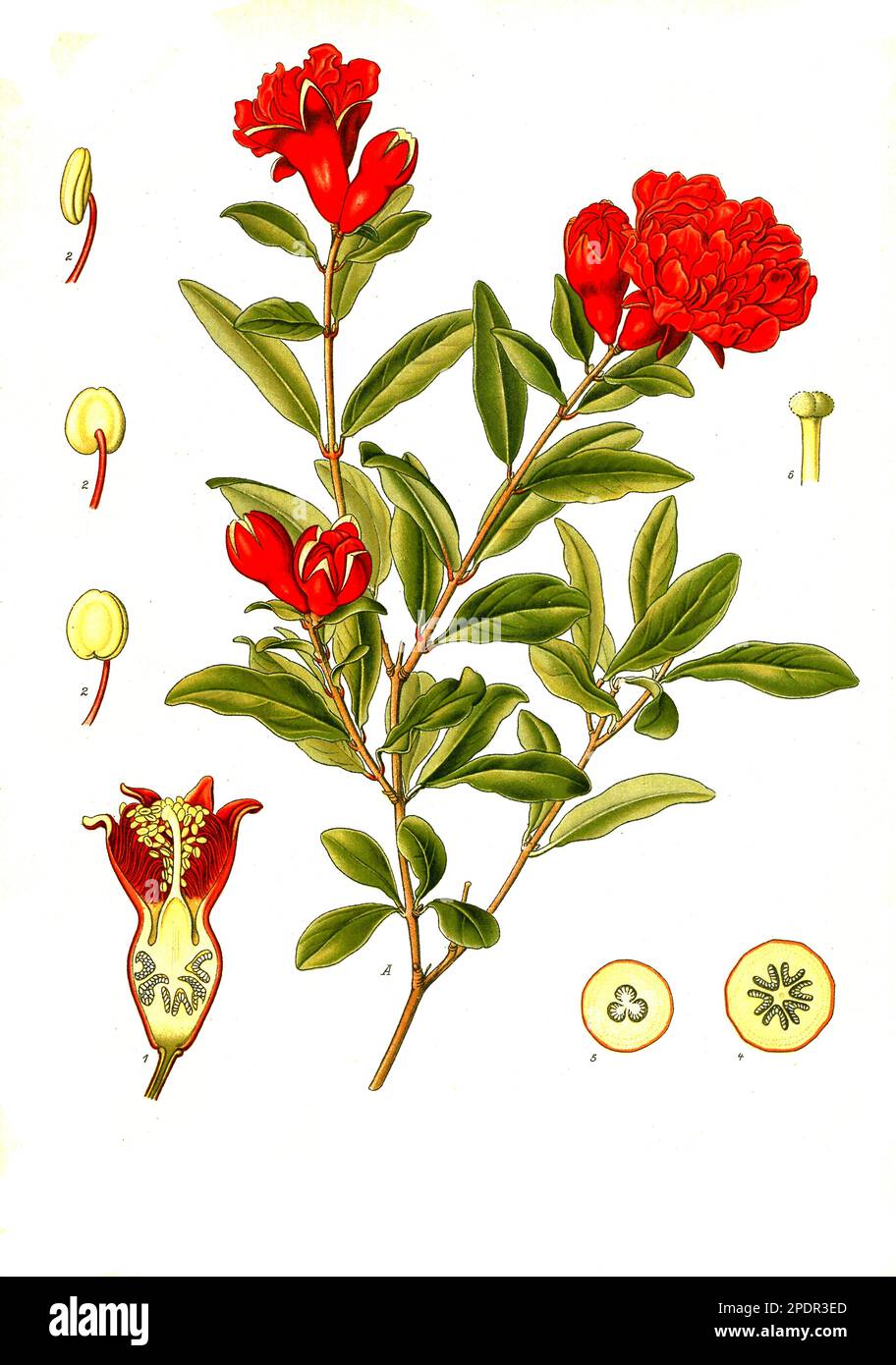 Heilpflanze, Granatapfel (Punica granatum), Historisch, digital restaurierte Reproduktion von einer Vorlage aus dem 19. Jahrhundert, Banque D'Images