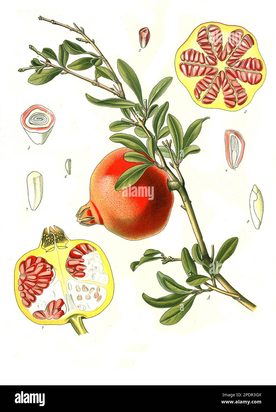 Heilpflanze, Granatapfel (Punica granatum), Historisch, digital restaurierte Reproduktion von einer Vorlage aus dem 19. Jahrhundert, Banque D'Images