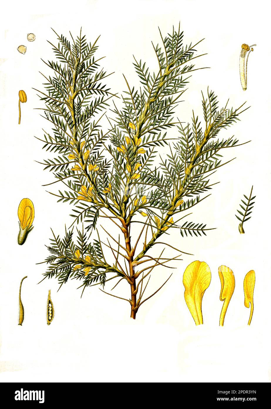 Heilpflanze, Astragalus adscendens, Hülsenfrüchtler., Historisch, digital restaurierte Reproduktion von einer Vorlage aus dem 19. Jahrhundert, Banque D'Images