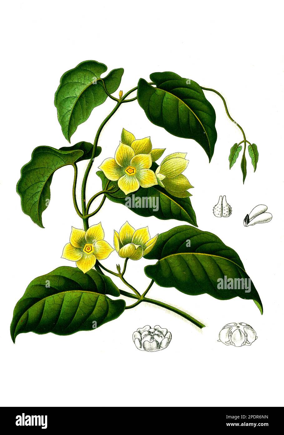 Heilpflanze, Gonolobus viridiflorus, Historisch, digital restaurierte Reproduktion von einer Vorlage aus dem 19. Jahrhundert, Banque D'Images