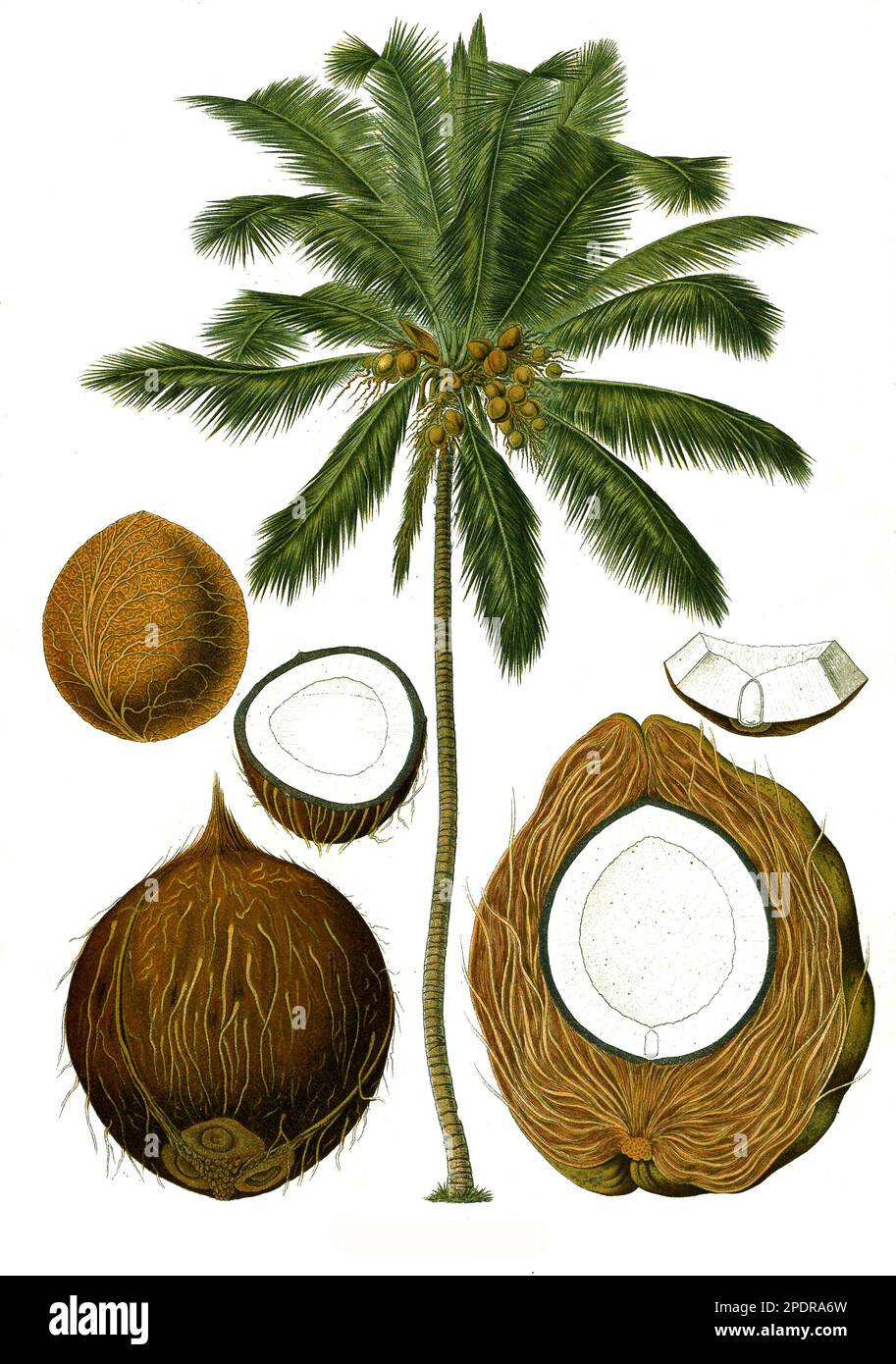 Heilpflanze, Kokospalme oder Kokosnusspalme (Cocos nucifera) ist ein tropisches Palmengewächs, an dem die Kokosnuss wächst, Historisch, digital restaurierte Reproduktion von einer Vorlage aus dem 18. Jahrhundert Banque D'Images