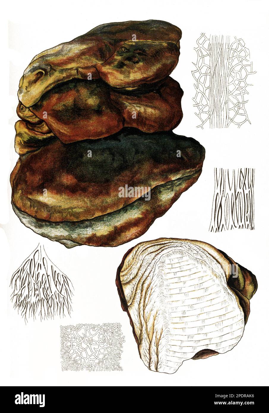 Pilz, Laricifomes officinalis, auch bekannt als Agarikon, Eburiko oder Chinakegel, ist ein holzzerstörender Pilz, der bei in Europa heimischen Nadelbäumen Braunfäule verurscht, Historisch, digital restaurierte Reproduktion von Voreiner 18. Jahrhundert, Banque D'Images