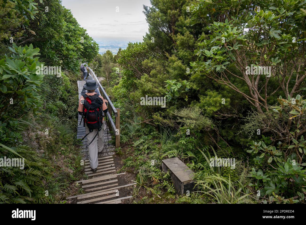 Randonnée à travers le pont au milieu de la forêt verdoyante de Pouakai Crossing, parc national d'Egmont. Banque D'Images