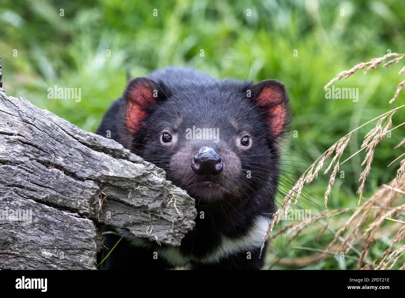 Le diable de Tasmanie, Sarcophilus harrisii, le plus grand marsupial carnivore et une espèce en voie de disparition que l'on trouve seulement en Tasmanie et en Nouvelle-Galles du Sud, en Australie Banque D'Images