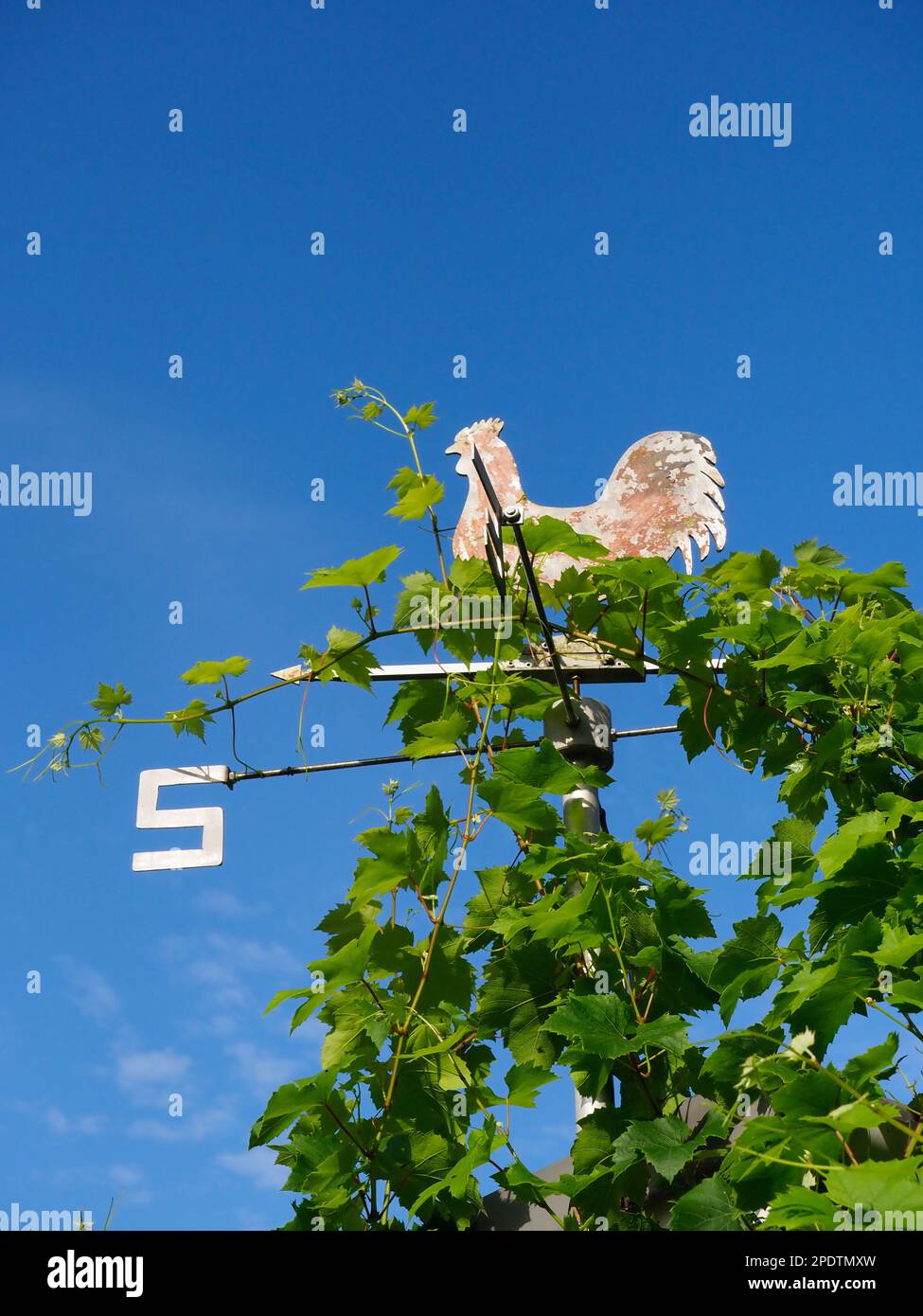 Des feuilles de vigne qui grandissent sur une belette contre un ciel bleu Banque D'Images
