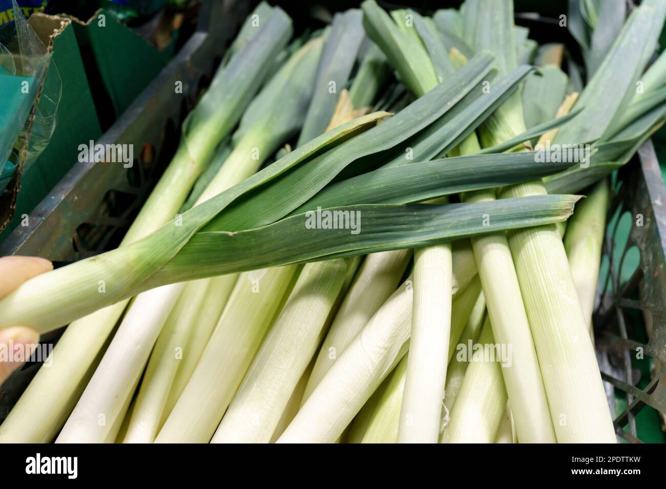 Poireaux fraîchement levés, allium ampelloprasum, variété Musselburgh, dans un hypermarché d'épicerie Banque D'Images