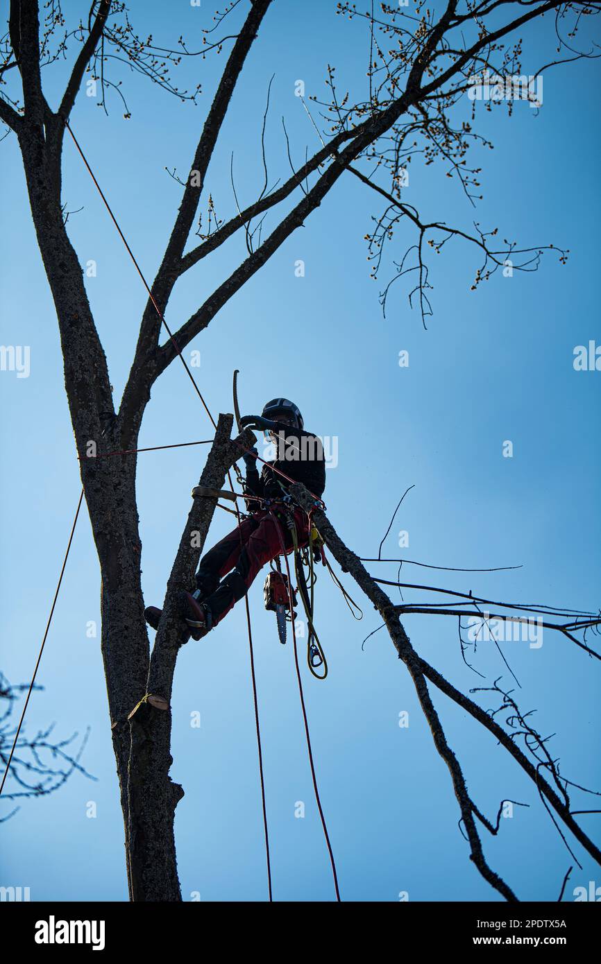 Un ouvrier forestier fait jacher l'arbre Banque D'Images