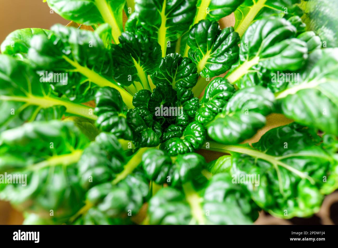 Tatsoi est une variété asiatique de Brassica rapa cultivée pour les légumes. Brassica rapa subsp. narinosa. Banque D'Images