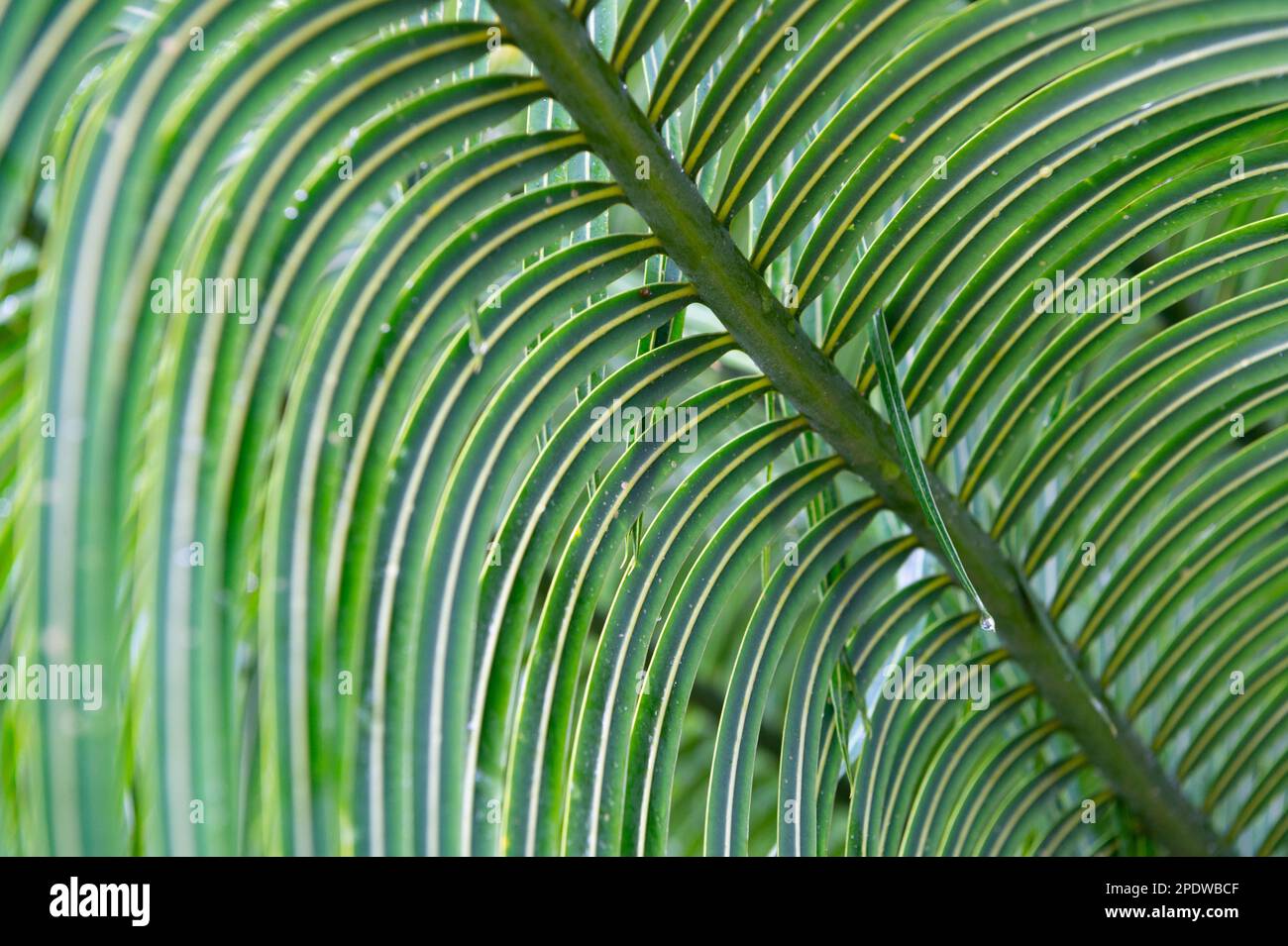 arrière-plan de feuilles à feuillage vert avec mise au point sélective. toile de fond naturelle de feuilles de feuillage vert Banque D'Images