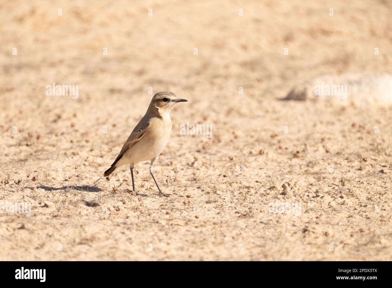 Traquet motteux (Oenanthe isabellina Isabelline) Banque D'Images