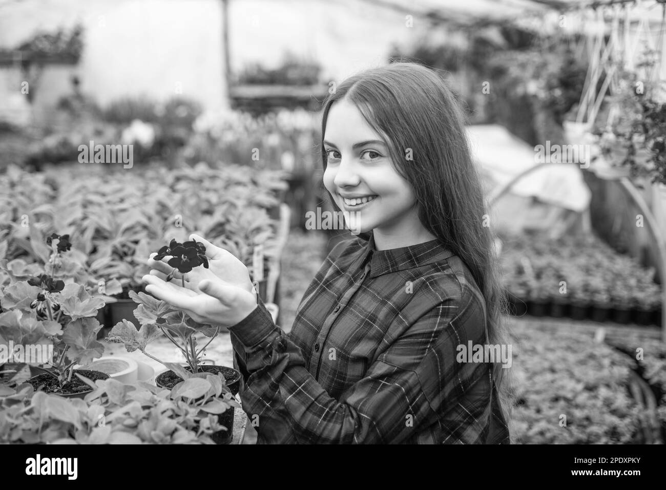 regardez ici. bonne adolescente fleuriste en serre. printemps et été. plantation de plantes en pot. Banque D'Images