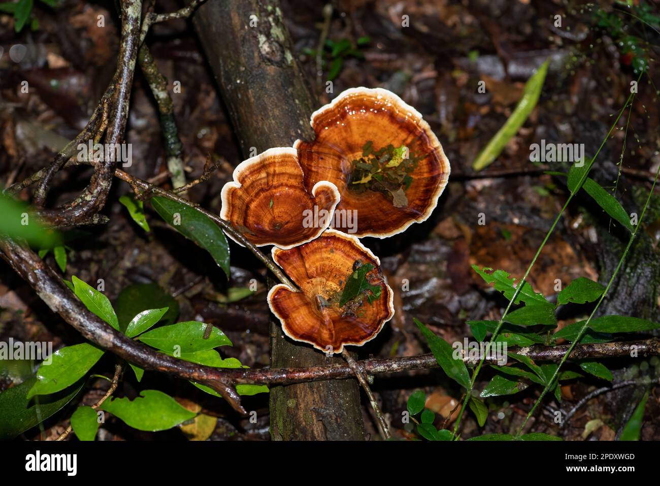 Champignons poussant dans une forêt de sable après de bonnes pluies Banque D'Images