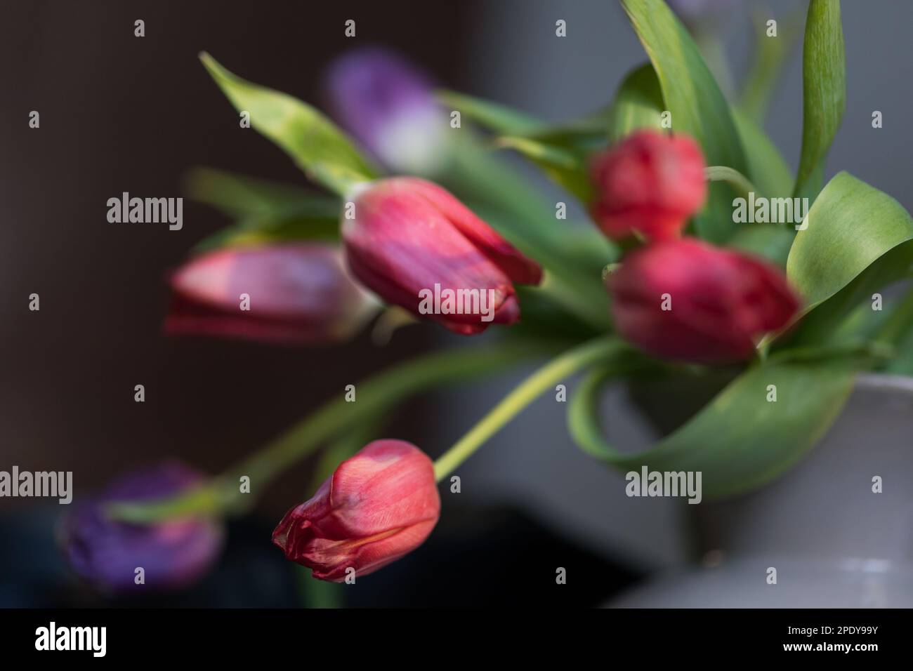 Gros plan de tulipes rouges hollandaises dans un pot à la maison Banque D'Images