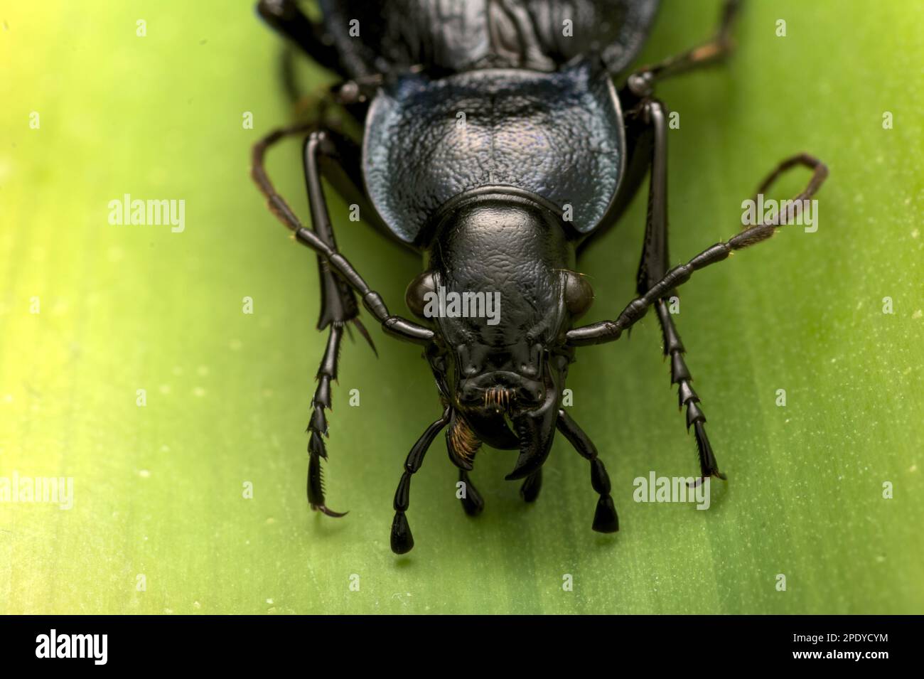 Coléoptère terrestre (Carabus problematicus) sur une feuille, face à l'appareil photo, macrophotographie, Blauvioetter Waldlaufkäfer, insectes Banque D'Images